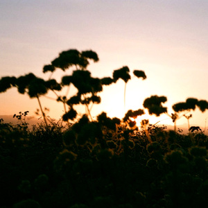 罗斯玛丽的艾菊枝Pt2