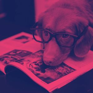 一尘不染可爱的狗印象数