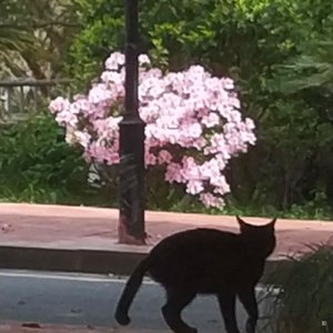 Pure Imagination(0.9x)