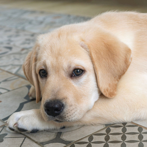 Peaceful Pooch in Purring Patterns