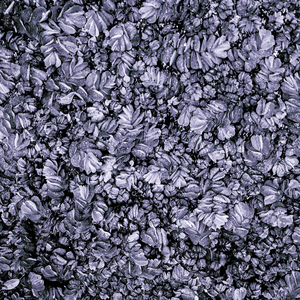 Mussels