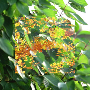 サイコロ (feat. 白鳥煙)