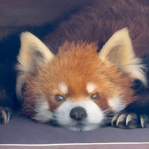 山中湖湖畔の憂