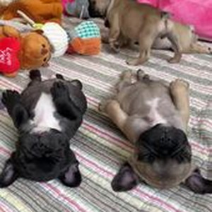 Rolling Loud (slowed)