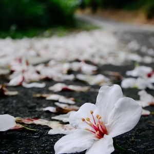 灯花落尽又一宵