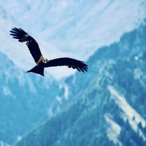 高原上的荆棘鸟