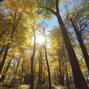 Nobility and Grandeur