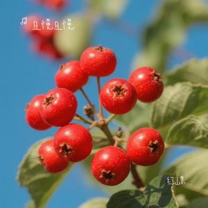 红山果 (Cover 安与骑兵)