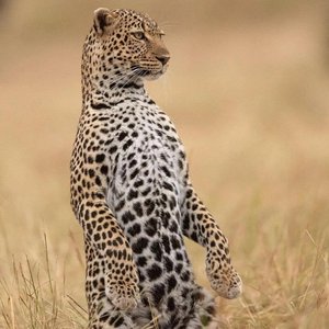 Gmonggo-IF YOU(3D 环绕版)（Salao remix）