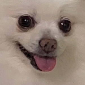 나의 화약내 풍기는 계절이여