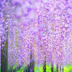 ウイステリアの簪になびいて＜英語版＞