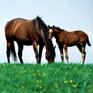 森林早晨 (完整版) 320三朔作曲怡方制作