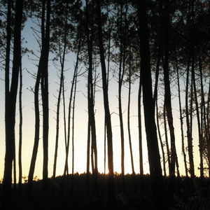 The Way To The Forest (Ibibio Sound Machine Remix)