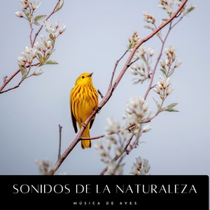 Sonidos De Aves Reconfortantes