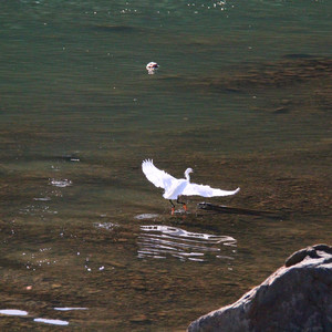 愿樱（cover GIN）