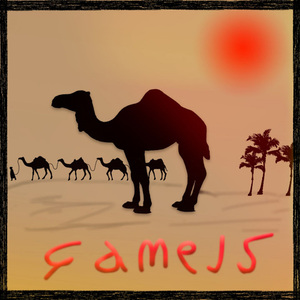 Camels