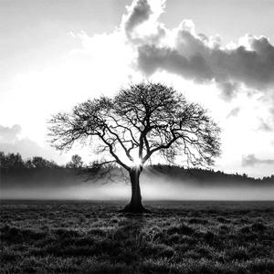 Dimming Shadow