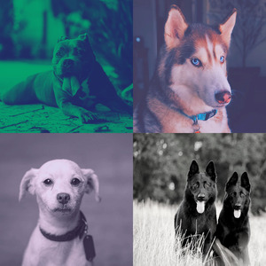 柔和的小狗时刻