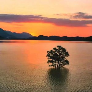 我的岛屿只有一棵树（prod.Morrow）