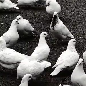 那些fake rapper都是我的小号