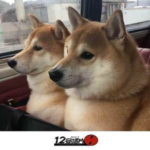 走路像只鸭（抖音热播）