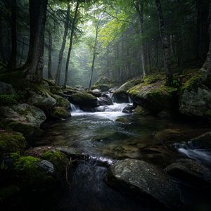 婴儿催眠曲+羊水声哄睡丛林深处