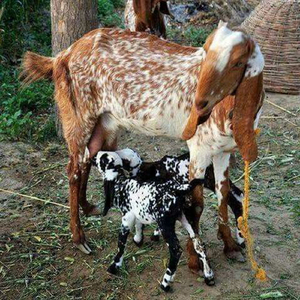 ความรักที่ดูถูกกัน