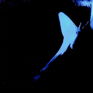 Free "水墨" WANTLESS 旋律beat