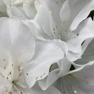 イヤホン (feat. 鏡音リン)