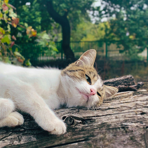 Meowlody in the Air Feline's Delight