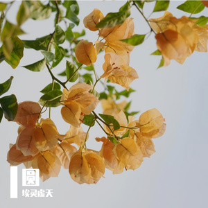 平行线怎能硬要弯曲成同心圆