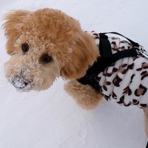 猫、めっちゃ、可愛い (feat. 初音ミク)