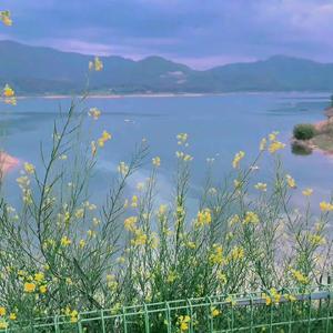 风是从哪儿来wu（《我们打着光脚在风车下跑，手上的狗尾巴草摇啊摇》）