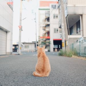 忧郁的喵喵（Vocal Ver.）