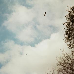 name of the wind (starling arrow)