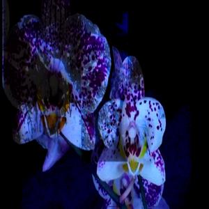 Oh how they are dancing in the snow