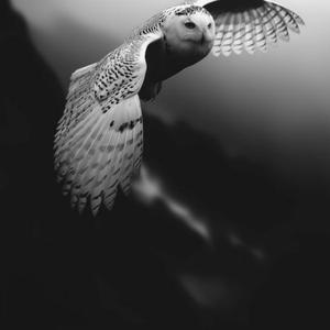 Tede Yar Hain Tede Dushman nise