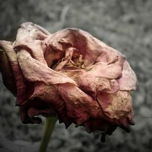 枯萎(Prod. by Ryukijayze)