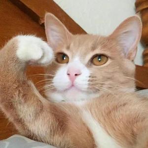 【鬼畜】璃月cypher prod by.Vicious