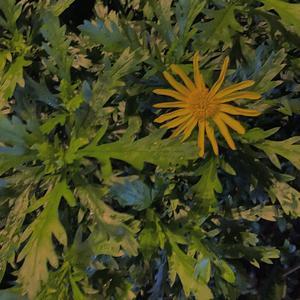 BØRNS-Past Lives（Ekko remix）