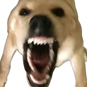 大狗叫叫叫