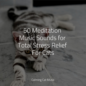Ambient Music for Stress Relief