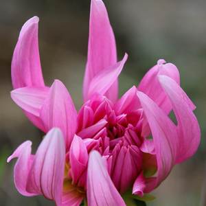 जब जब उड़ें जुल्फ़ें तेरी