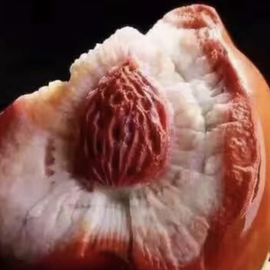 冒险追求的明日路