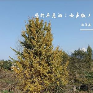 喝的不是酒(女声版) 伴奏版