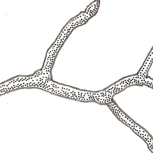 Potential of Our Progeny