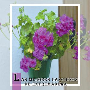 Corridiño Olivantino