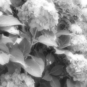 虚嘘妄鬱ぐ (feat. Ungifted & 可不)