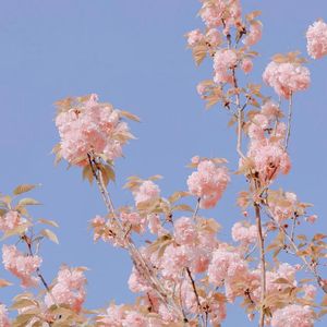 红豆（温柔女版）