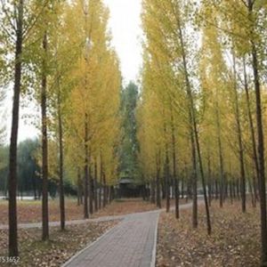 青春不褪色 伴奏